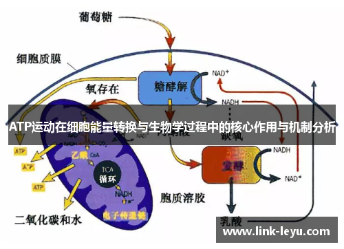 ATP运动在细胞能量转换与生物学过程中的核心作用与机制分析